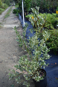 Cinnamomum japonicum 'Harlequin'