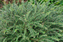 Cotoneaster adpressus 'Tom Thumb'