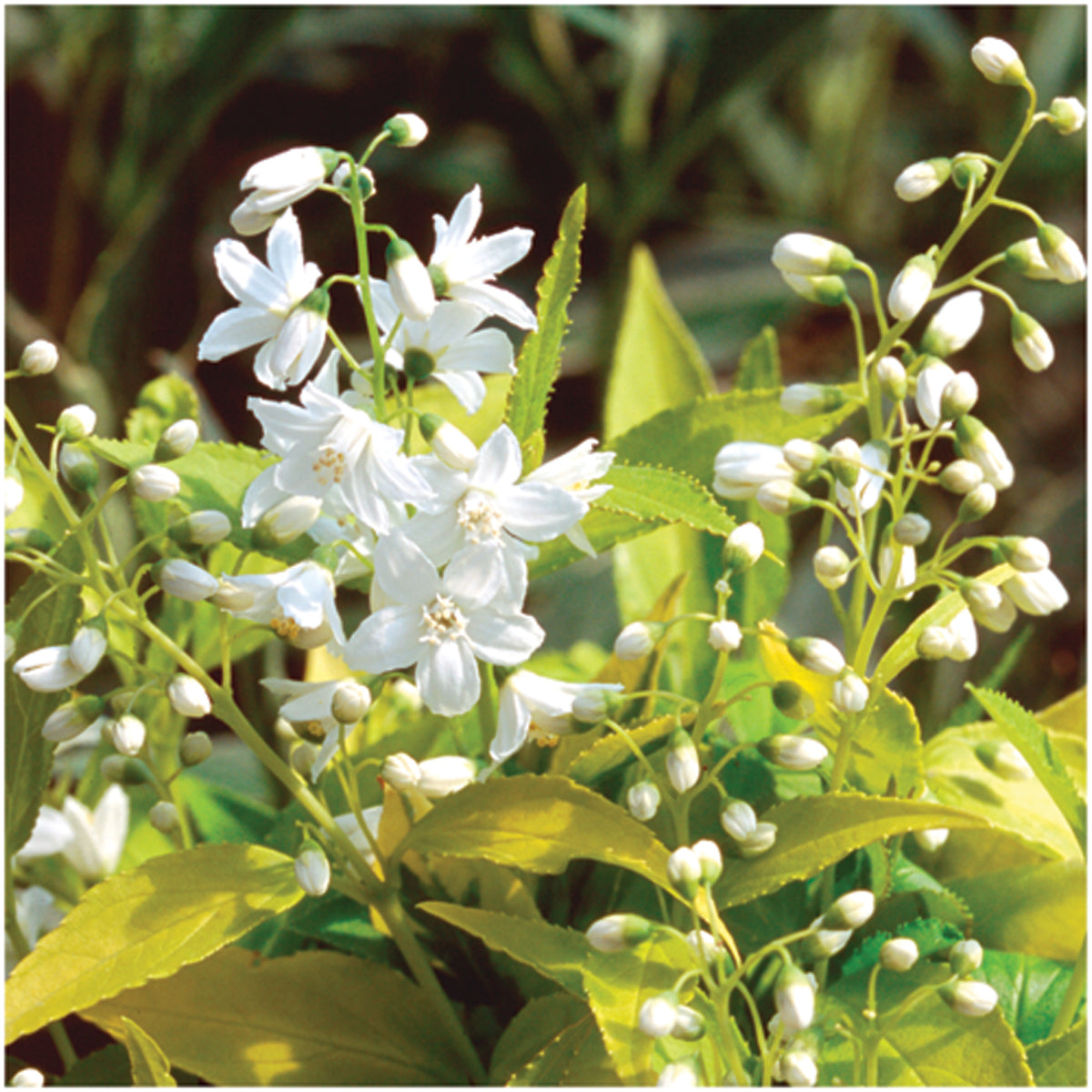 Deutzia gracilis 'Duncan' Chardonnay Pearls® PP16098 – Nurseries