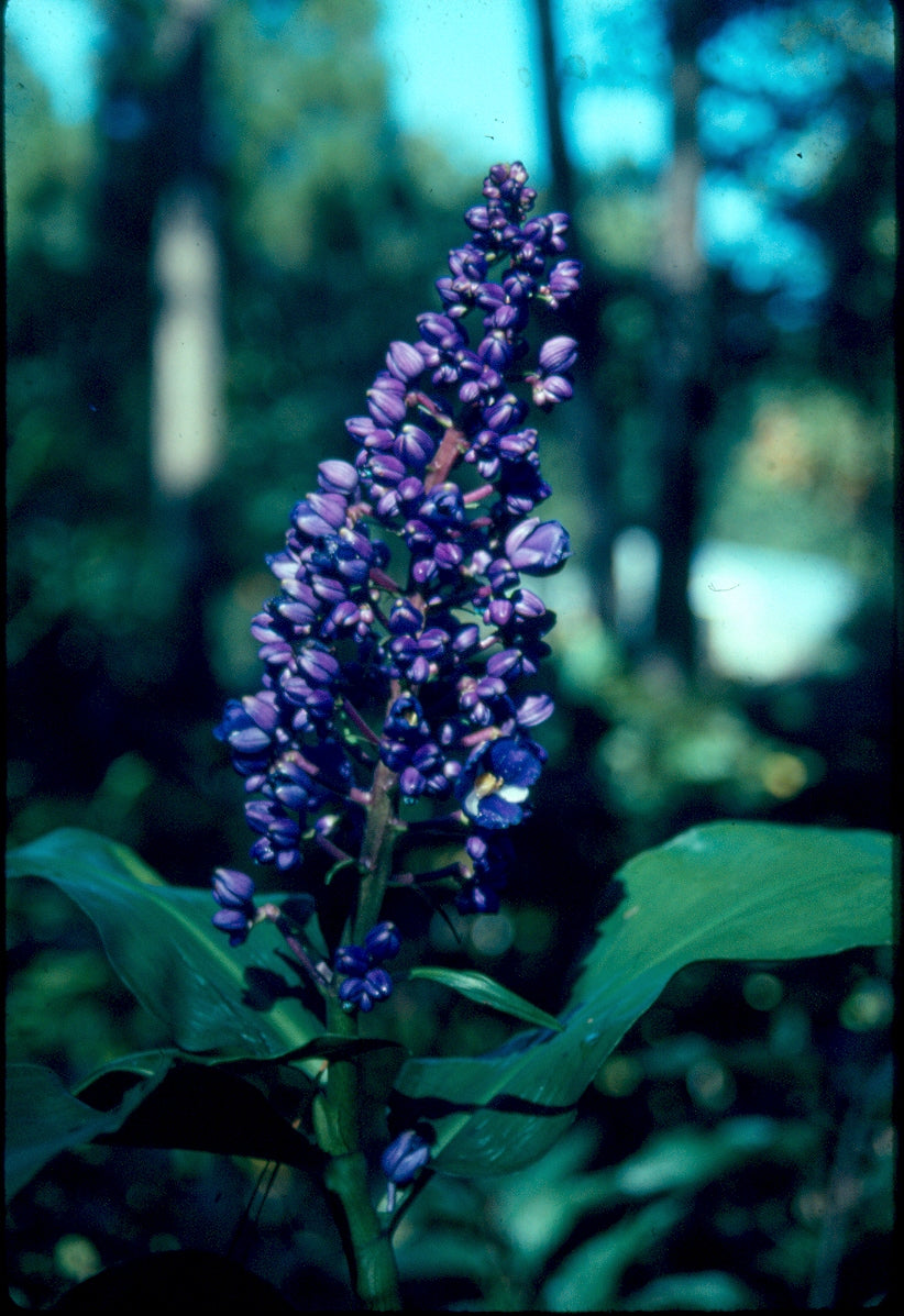 Dichorisandra thyrsiflora