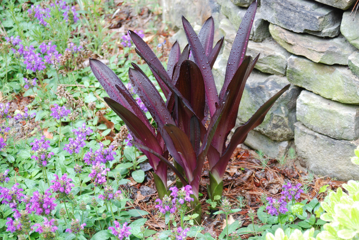 Eucomis 'Sparkling Burgundy' – Nurseries Caroliniana