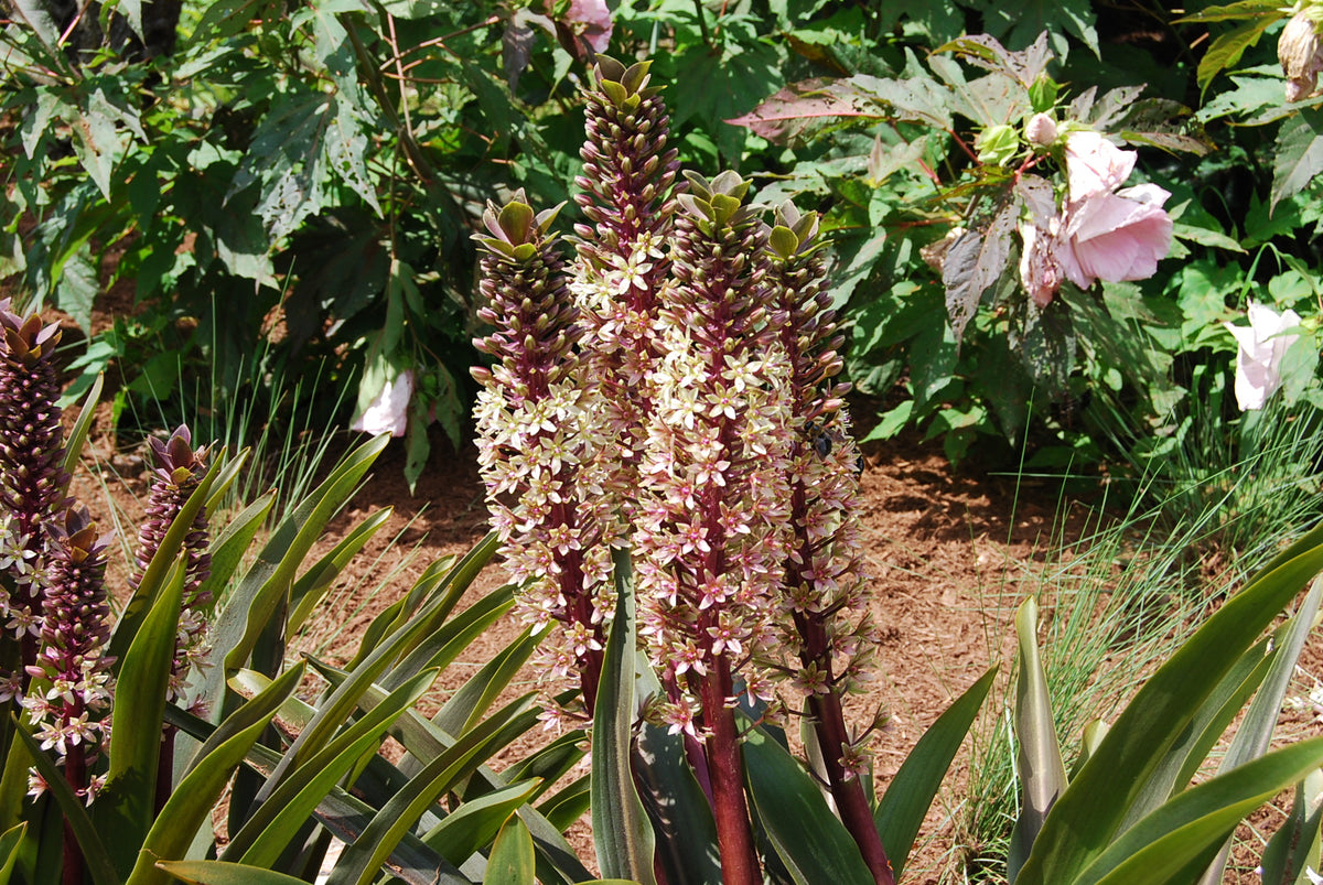 Eucomis 'Sparkling Burgundy' – Nurseries Caroliniana