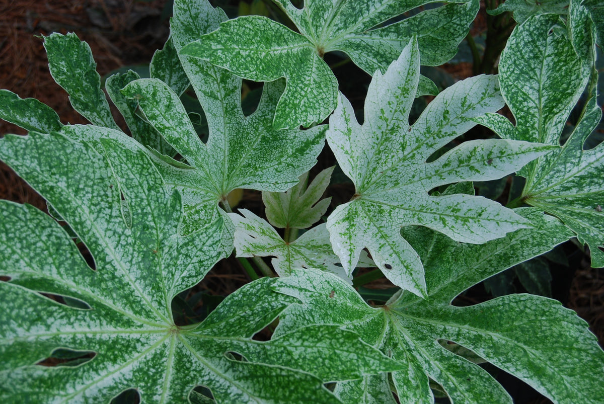 japanese spider web plant Fatsia japonica ‘Spider Web’