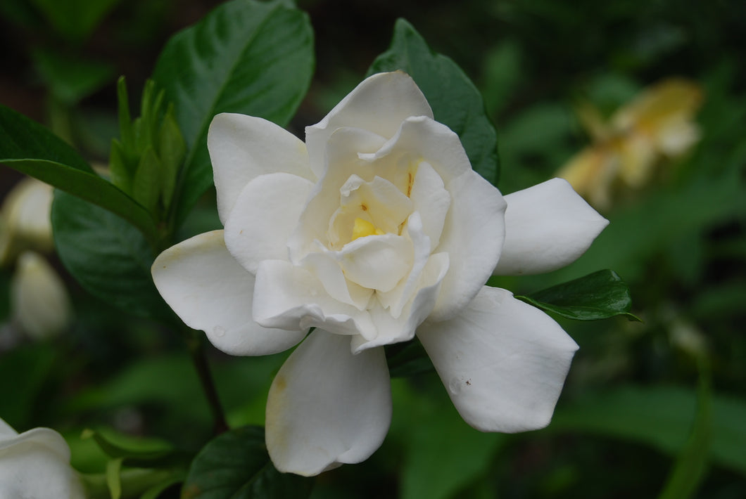 Gardenia jasminoides ‘Chuck Hayes'