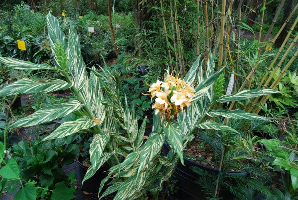Hedychium 'Vanilla Ice'