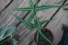 Hemidesmus indicus