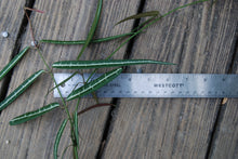 Hemidesmus indicus