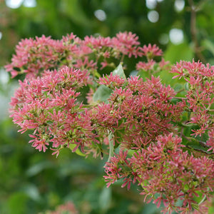 Heptacodium miconioides 'SMNHMRF' PP30763 / Proven Winner® Color Choice® TEMPLE OF BLOOM™