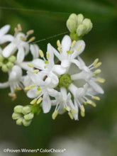Heptacodium miconioides 'SMNHMRF' PP30763 / Proven Winner® Color Choice® TEMPLE OF BLOOM™