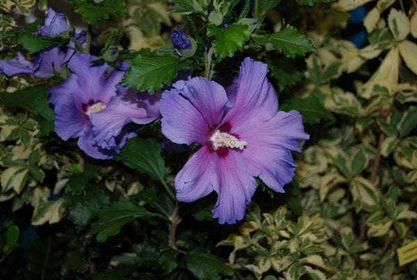 Hibiscus syriacus 'Blue Bird' – Nurseries Caroliniana