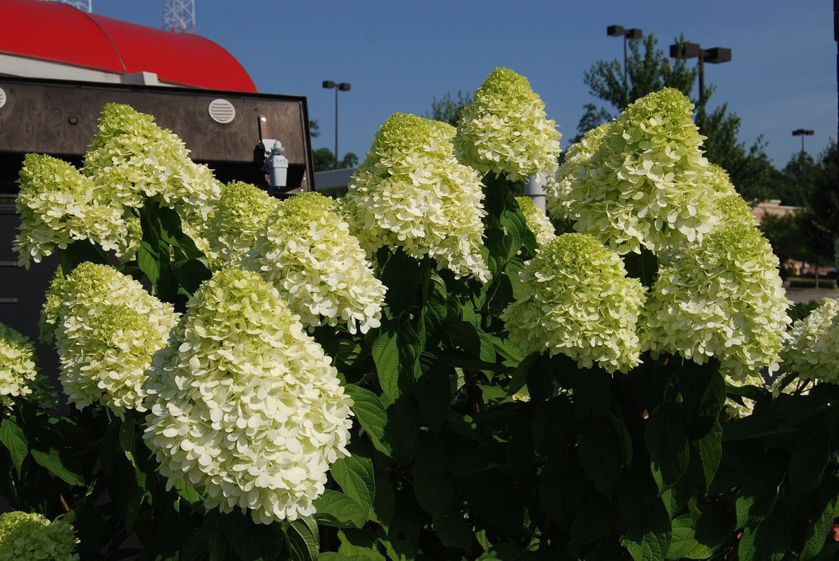 Hydrangea paniculata 'Limelight' – Nurseries Caroliniana