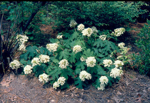 Hydrangea quercifolia 'Peewee'