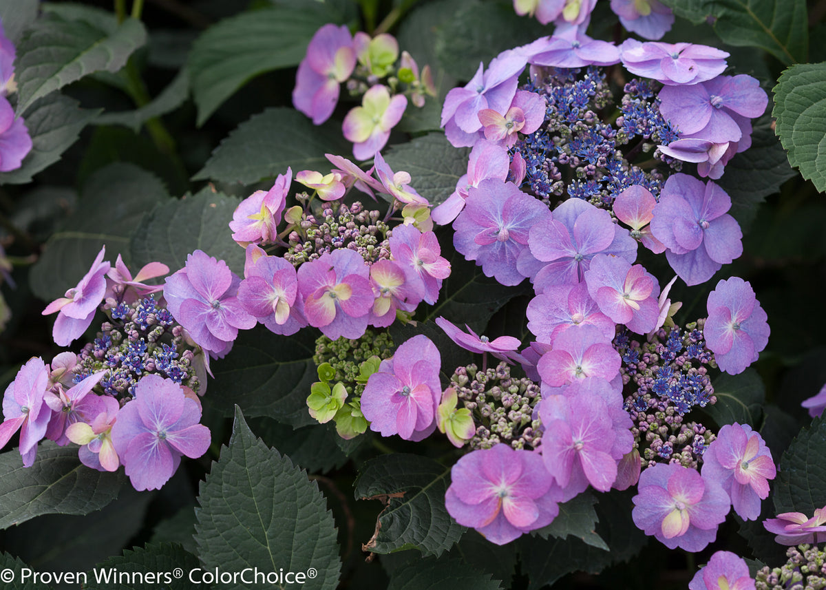 Hydrangea serrata MAKD Hydrangea - Tiny Tuff Stuff, #3 - Behmerwald Nursery