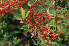 Ilex myrtifolia (syn. I. cassine var. myrtifolia)