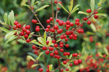 Ilex myrtifolia (syn. I. cassine var. myrtifolia)