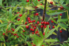 Ilex myrtifolia (syn. I. cassine var. myrtifolia)