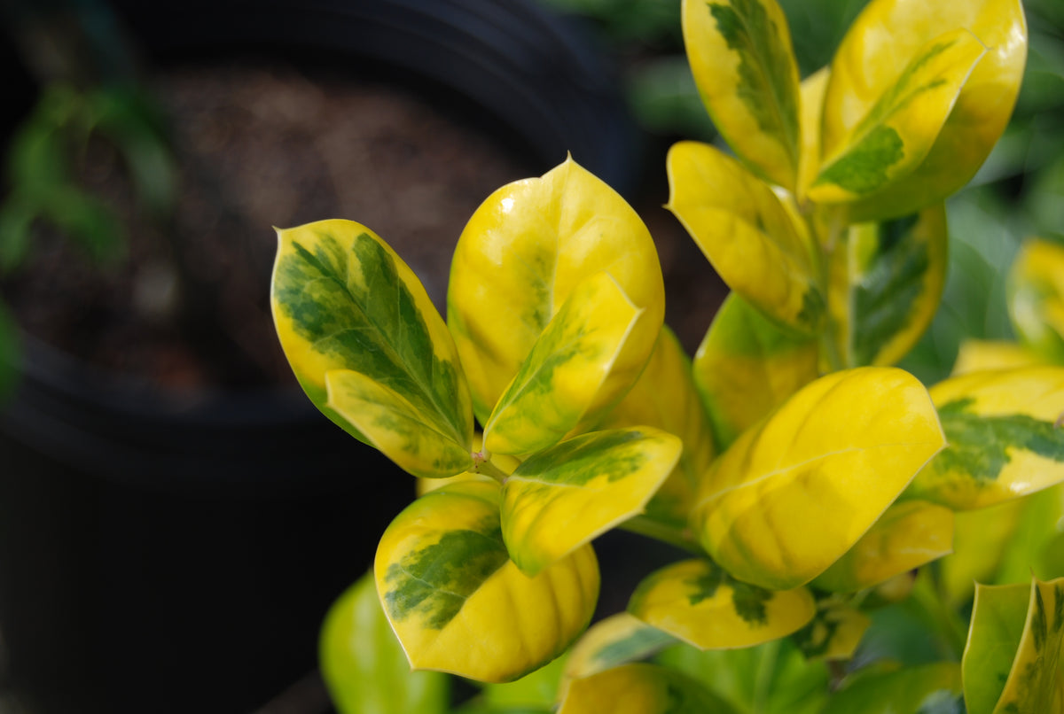Ilex_cornuta_Golden_Burford_12