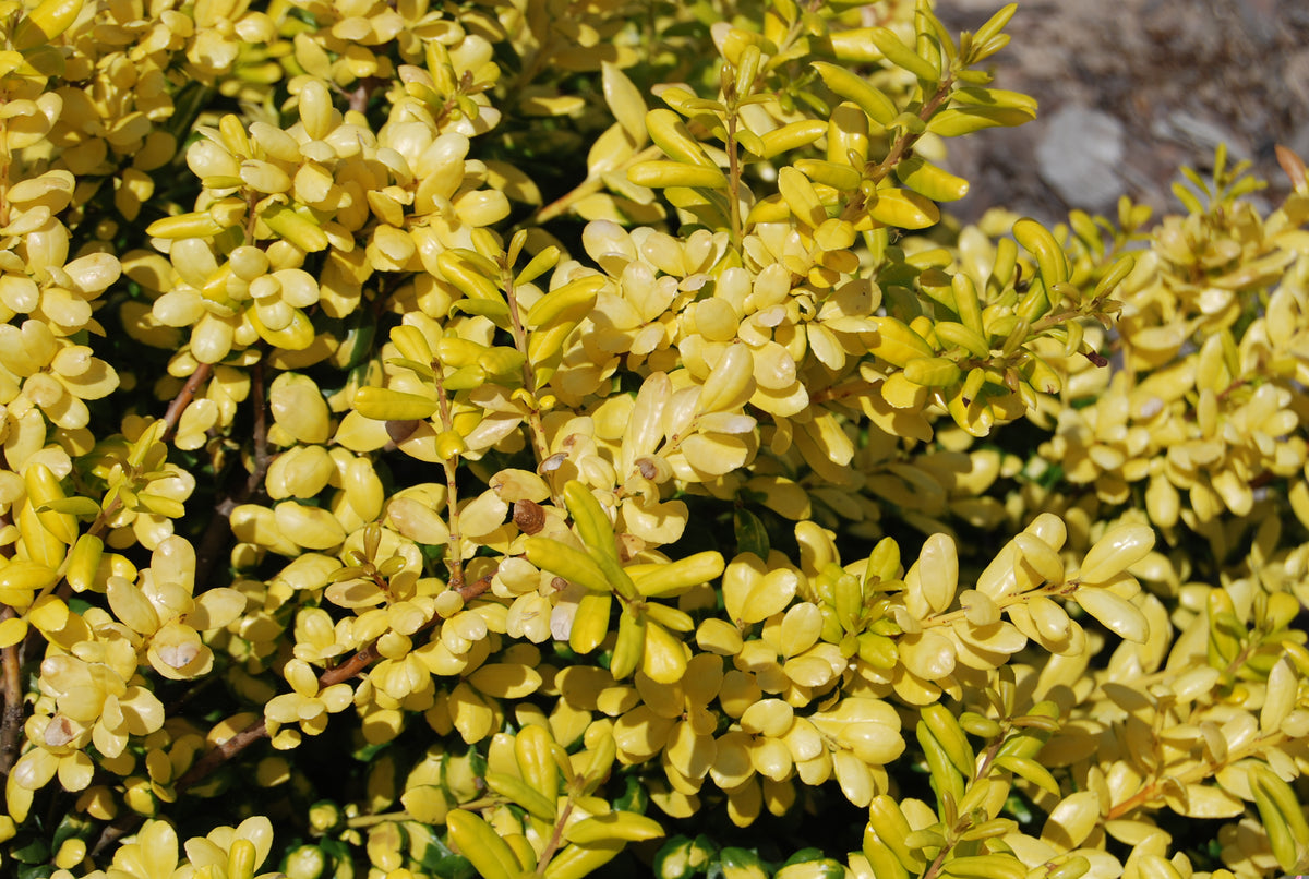 Ilex_crenata_Drops_of_Gold_1_1