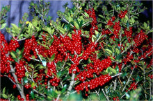 Ilex vomitoria ‘Carolina Ruby’ PP19266