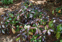 Illicium anisatum 'Murasaki-no-sato' Purple Glaze™