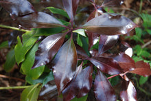 Illicium anisatum 'Murasaki-no-sato' Purple Glaze™