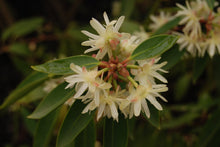 Illicium anisatum 'Murasaki-no-sato' Purple Glaze™