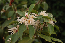 Illicium anisatum 'Murasaki-no-sato' Purple Glaze™