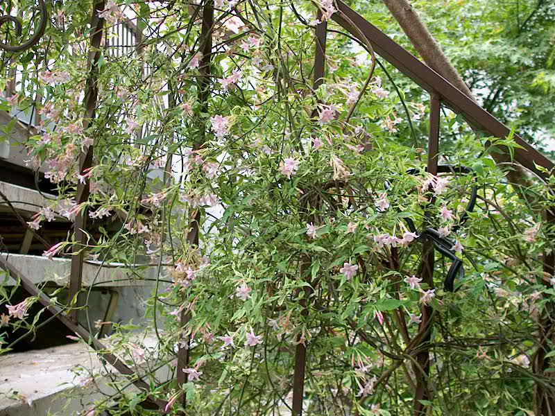Jasminum stephanense – Nurseries Caroliniana