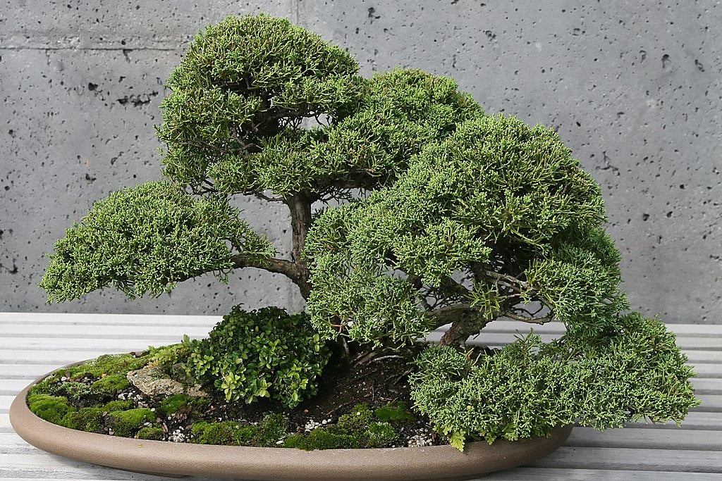 shimpaku juniper bonsai tree for sale Juniperus chinensis 'Shimpaku' – Nurseries Caroliniana