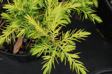 Juniperus conferta 'Golden Pacific'™