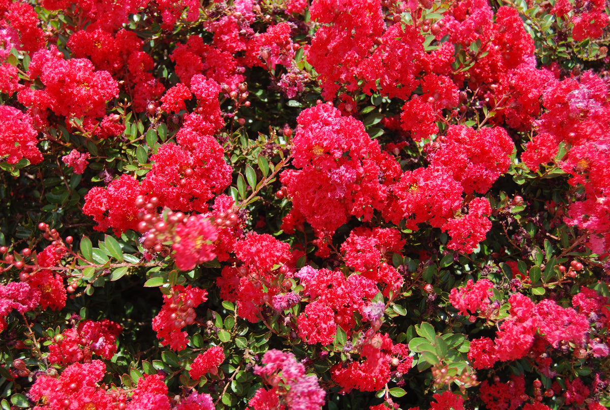 Lagerstroemia_Cherry_Dazzle_1_