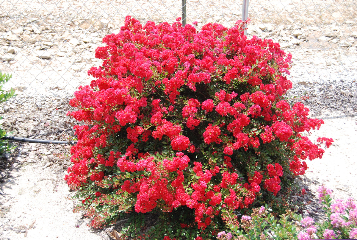 Lagerstroemia 'GAMAD 1' Cherry Dazzle™ – Nurseries Caroliniana