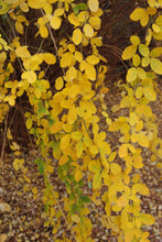 Lespedeza liukiuensis ‘Little Volcano’