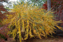 Lespedeza liukiuensis ‘Little Volcano’