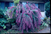 Lespedeza liukiuensis ‘Little Volcano’