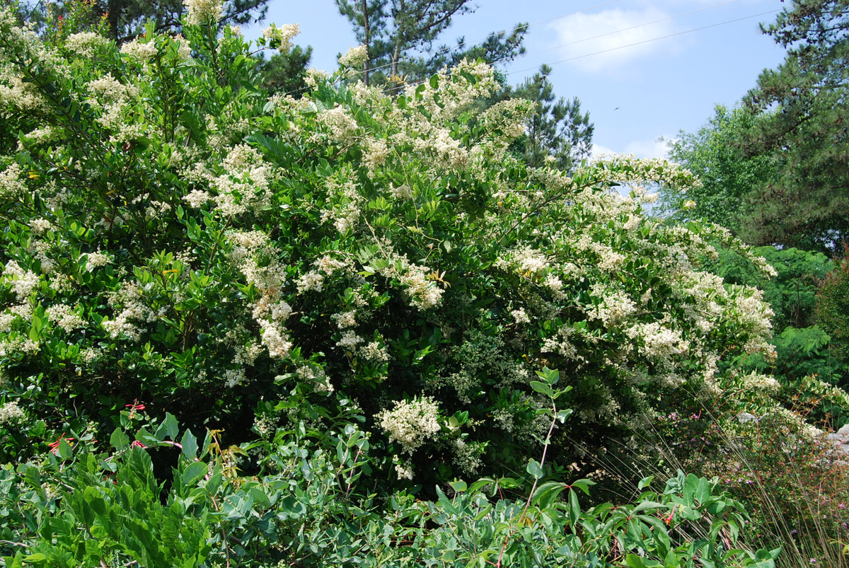 privet ligustrum Ligustrum japonicum – Nurseries Caroliniana
