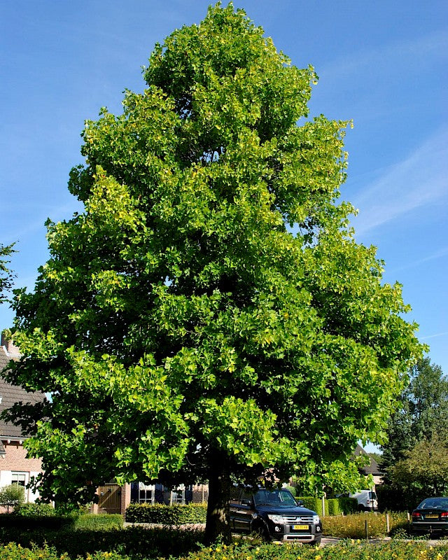 Liriodendron tulipifera