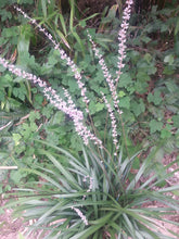 Liriope platyphylla 'Korean Giant'