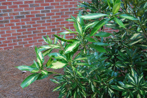 Lithocarpus edulis 'Starburst'