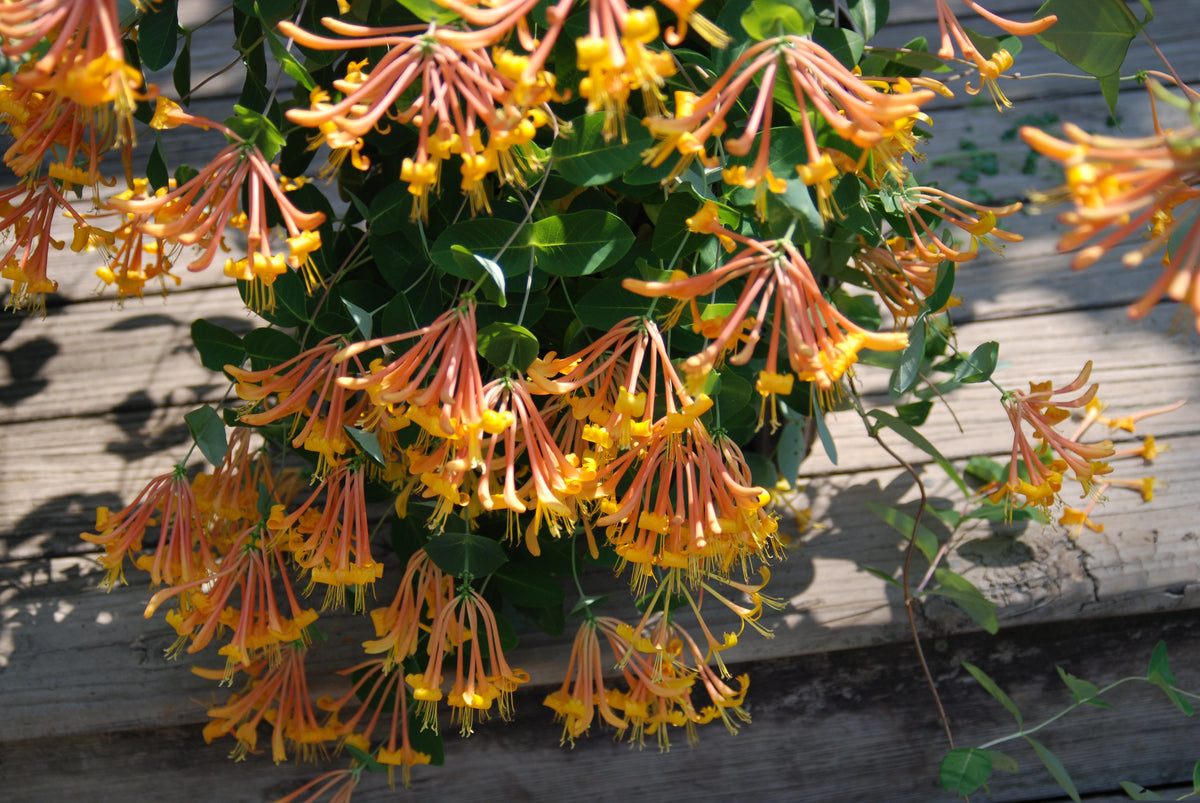 Lonicera 'Mandarin' PP 11,083 – Nurseries Caroliniana