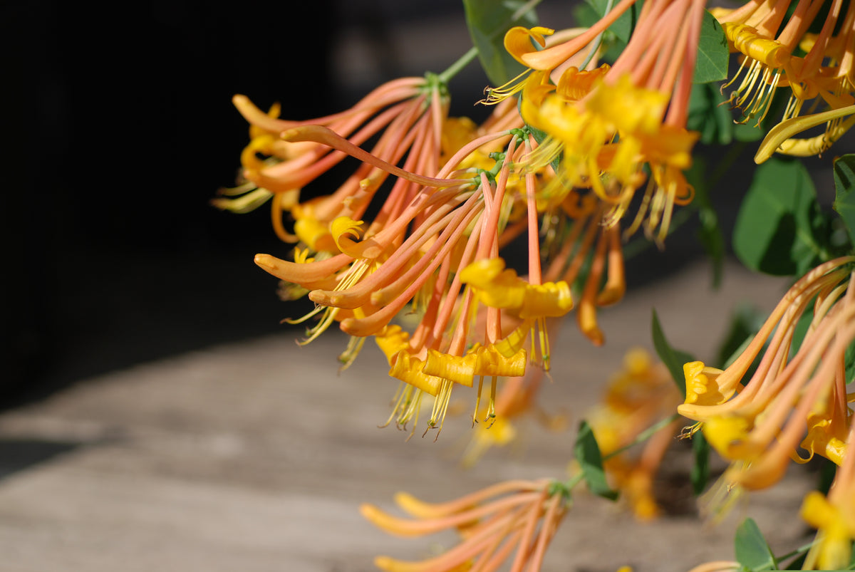 Lonicera 'Mandarin' PP 11,083 – Nurseries Caroliniana