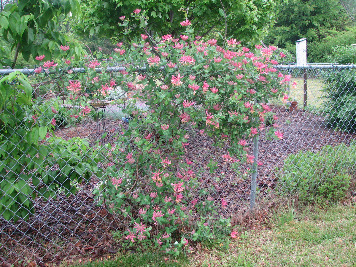 Lonicera periclymenum 'Serotina'