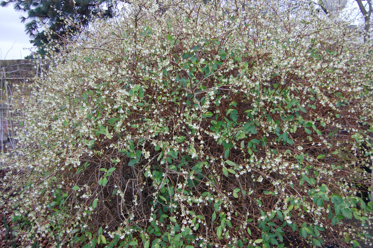 Lonicera purpusii