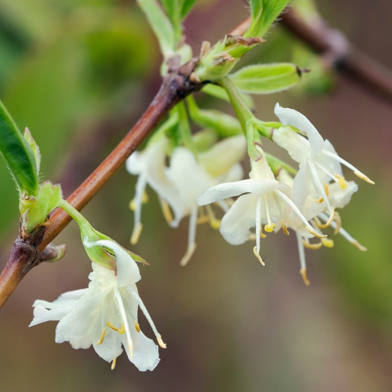 Lonicera purpusii