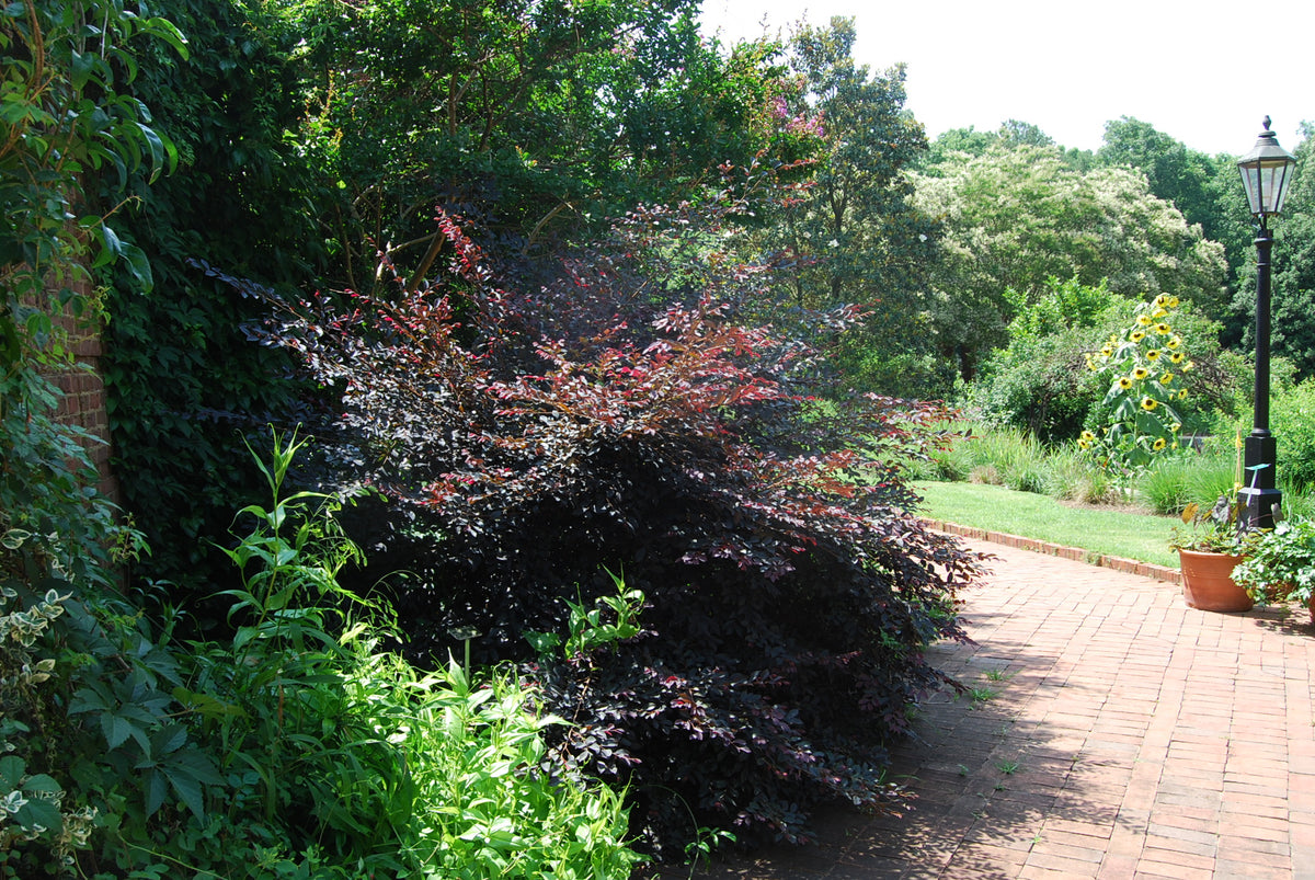 Loropetalum chinense rubrum ‘Carolina Midnight’ – Nurseries Caroliniana