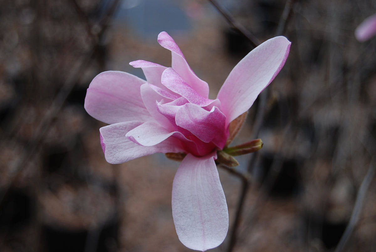 Magnolia loebneri 'Leonard Messel' – Nurseries Caroliniana