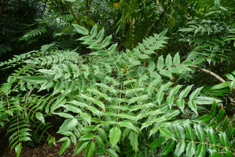 Mahonia media 'Charity' – Nurseries Caroliniana