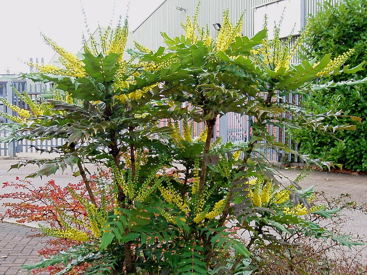 Mahonia media 'Charity'