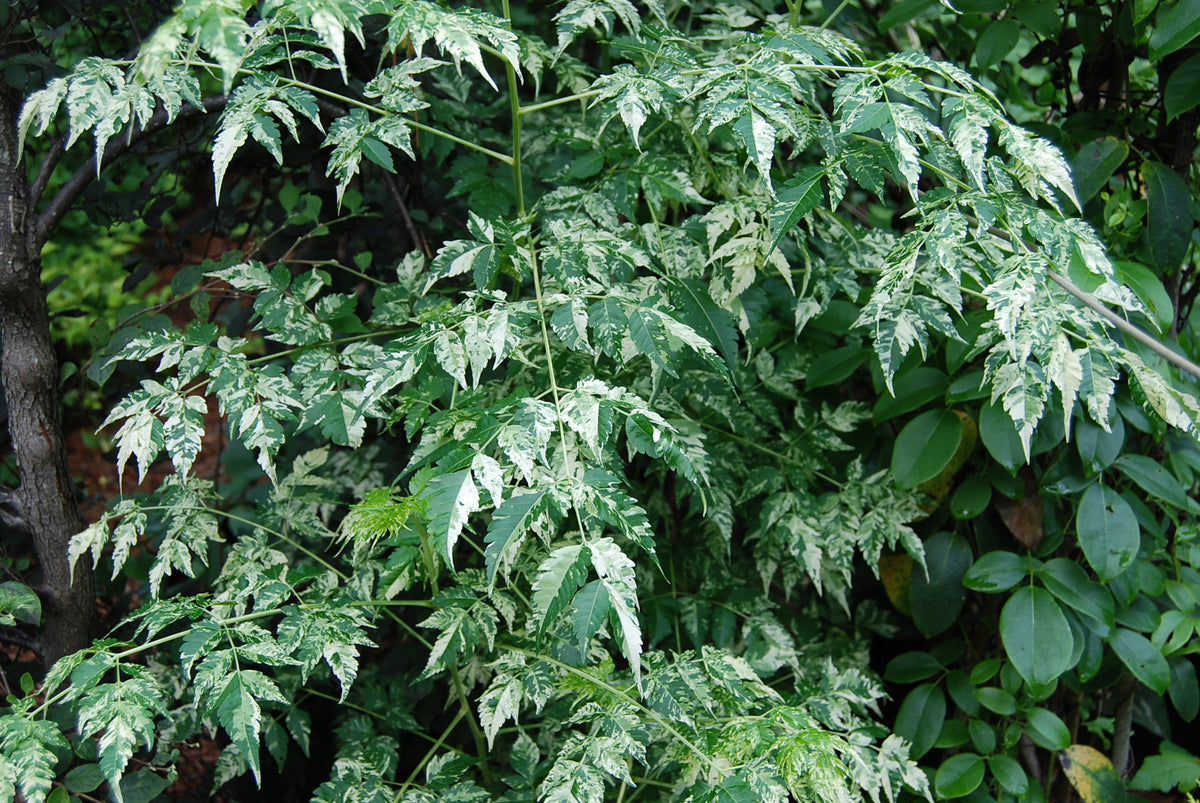 Melia azedarach 'Jade Snowflake' – Nurseries Caroliniana