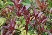 Osmanthus fragrans aurantiacus 'Apricot Echo'